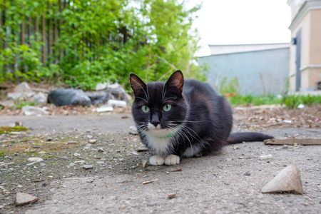 一只黑白相间的猫坐在路上领着图片