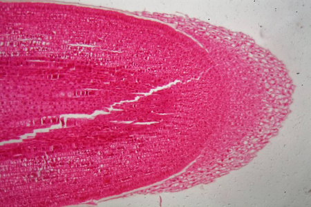 显微镜下玉米植株根细胞的纵切面.照片