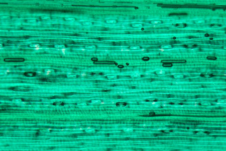 显微镜下的小麦叶表皮图片