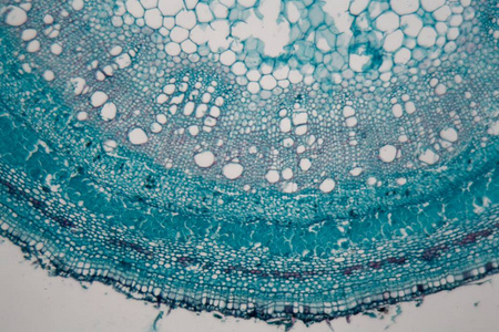 显微镜下扁豆植物的干细胞.照片