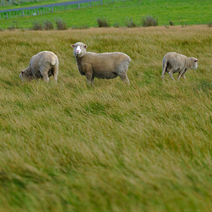 三只羊在草地上吃草图片