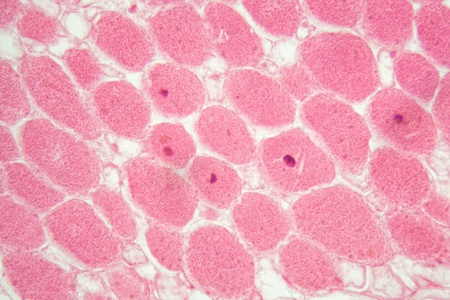 结根显微镜下的根瘤菌.摄影图