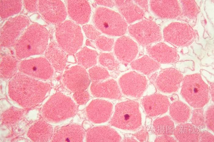 显微镜下的根瘤菌