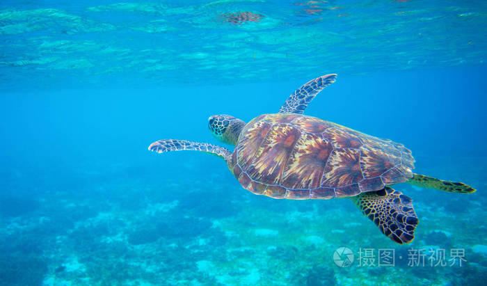 海龟在蓝色的水里游泳绿海龟水下特写照片热带海滨野生动物自然环境中