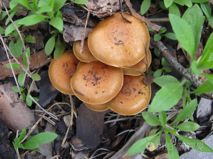 生长在森林中的一组浅褐色蘑菇