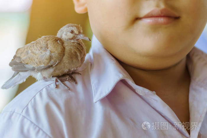 学校里栖息在男学生肩上的鸟