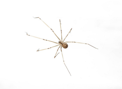 白色透明蜘蛛相似素材图片 摄图新视界