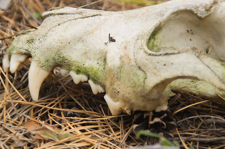秋天黑暗森林中的老狗头骨细节照片