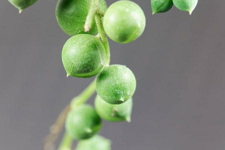 多汁植物千里光的叶子图片