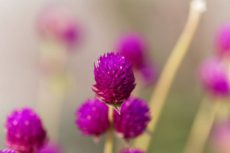 球形苋菜花图片