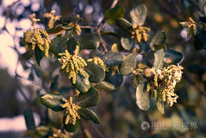 夕阳下的霍尔姆橡树花