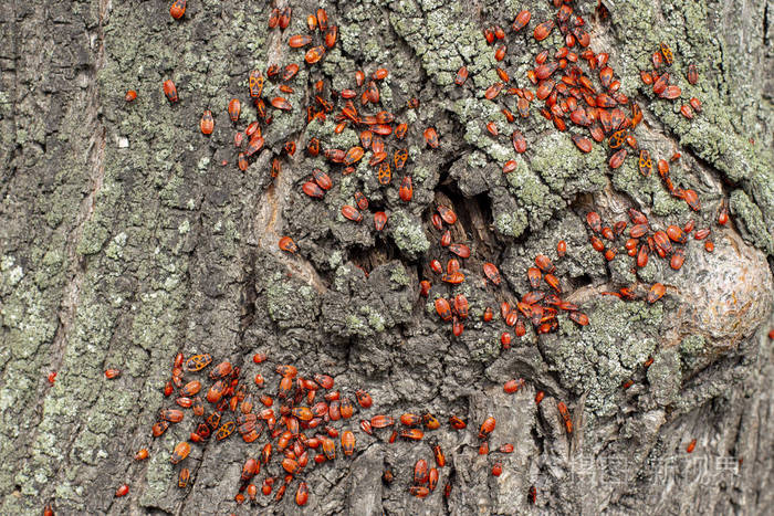 火虫一个大型的成虫群是一个大型的成虫群是一个菩提树树干上的大蠹虫