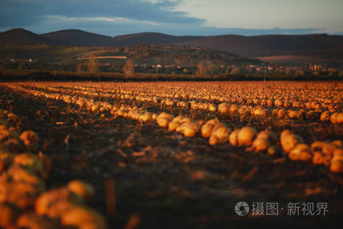 夕阳下的南瓜地。匈牙利美丽的风景