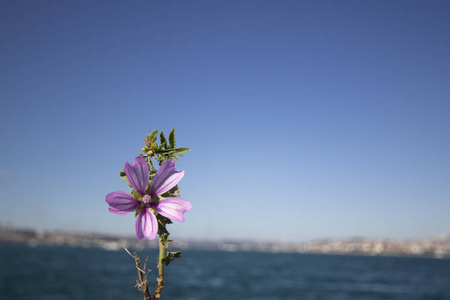 大海和模糊的背景.照片