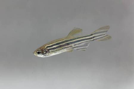 达尼奥雷里奥zebrafish (danio rerio) with a white background.