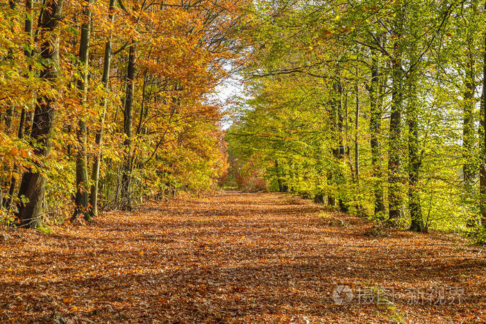秋天的小巷，黄榉树鲜艳