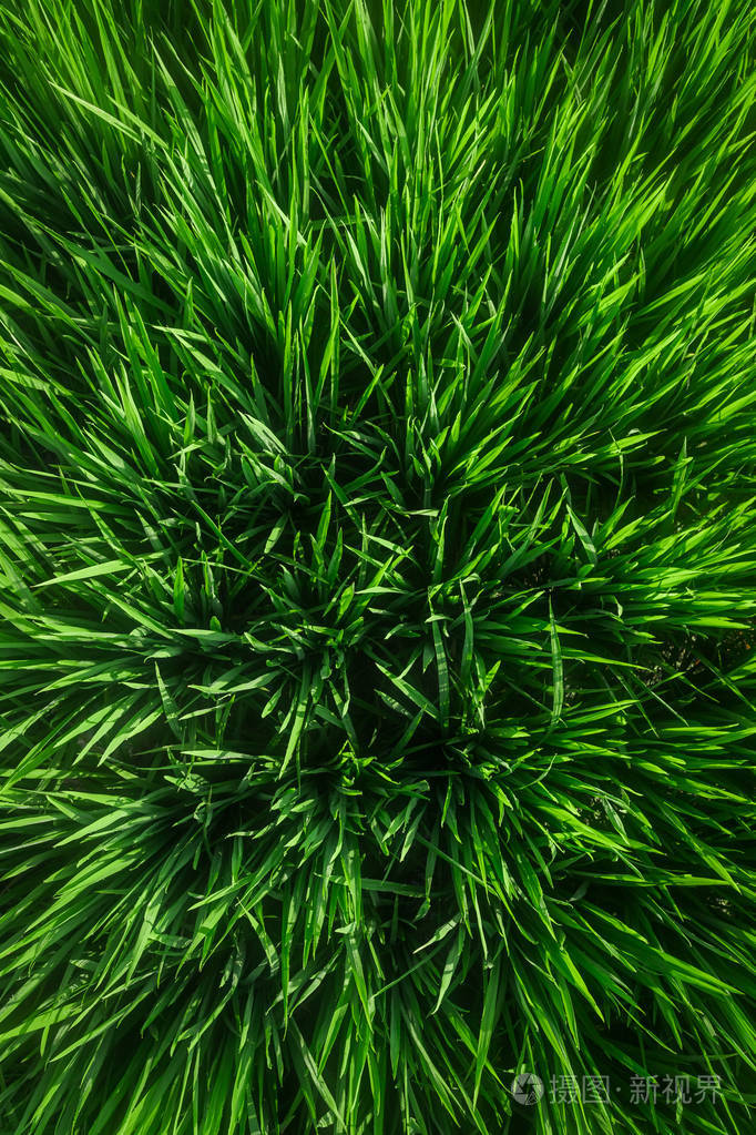 绿色多汁草特写青草的背景绿草背景正在生长的水稻俯视图