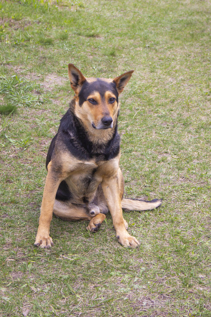 一只黑红相间的大狗坐在草地上茁壮成长.