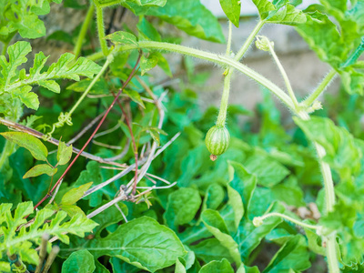 一个大西瓜生长在一个有许多西瓜藤和叶子的花园里.