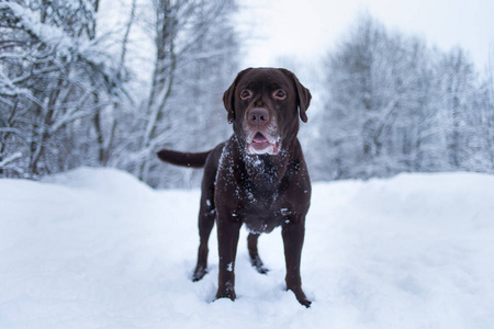 站在雪地里的巧克力猎犬图片