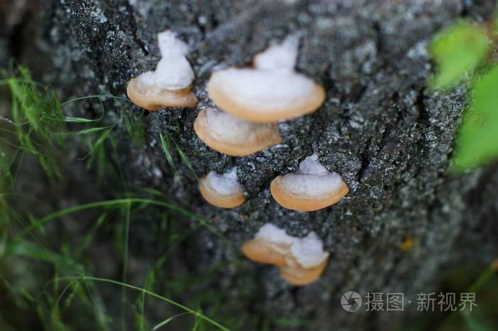 柳树上的白色蘑菇图片