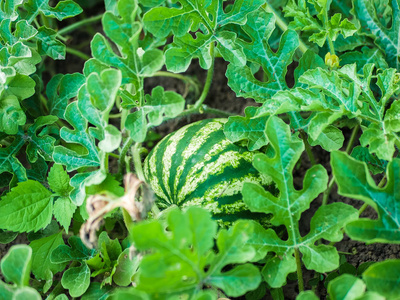 一个大西瓜生长在一个有许多西瓜藤和叶子的花园里.