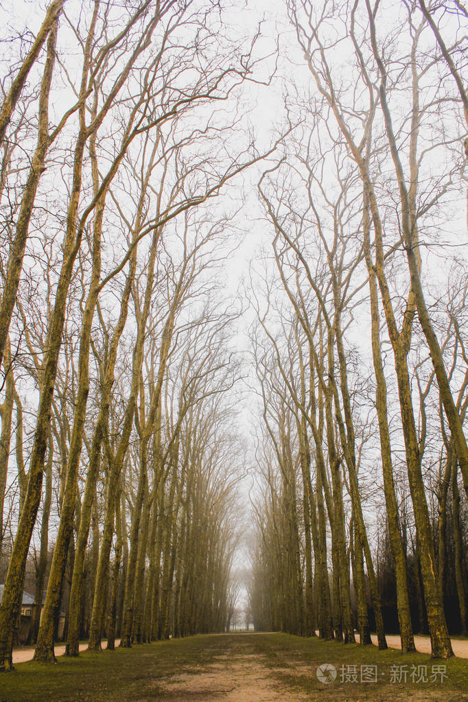 法国凡尔赛市冬天的光秃秃的树照片-正版商用图片2op2fh-摄图新视界