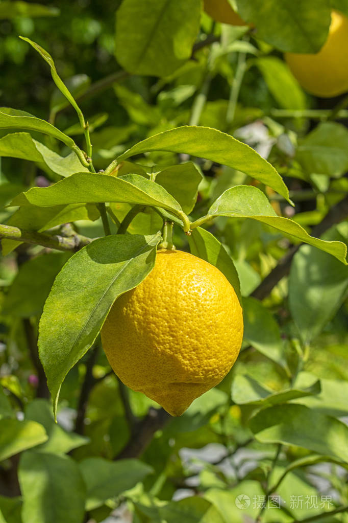 柠檬是自然界中的柠檬,是柠檬树的阳光果实,垂直排列.