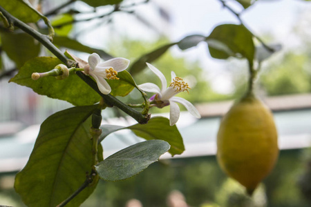 开花结果的柠檬树照片