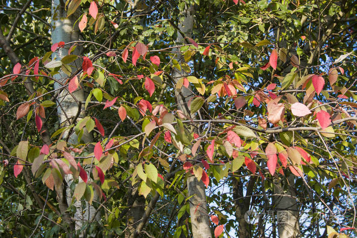 植物区系 分支 自然 季节 树叶 天空 秋天