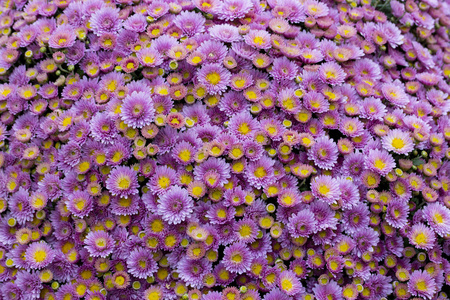 紫菊花花紫丁香花,花束,大灌木菊花雏菊.紫菊花户外.照片