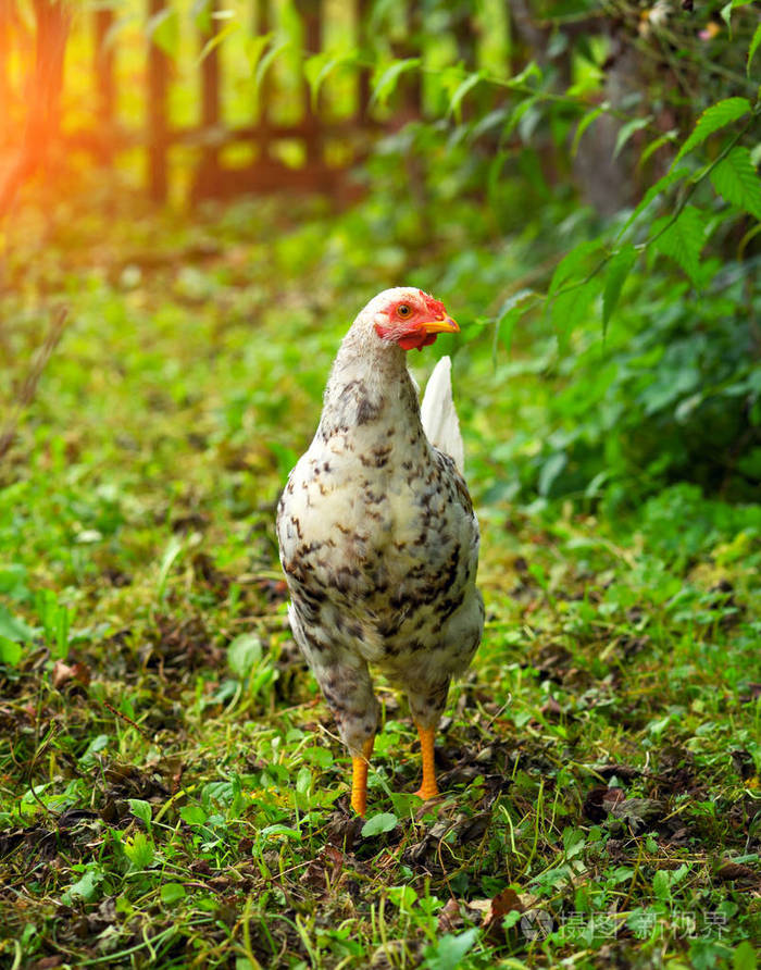 农场有机农场的母鸡农场院子里放养的鸡
