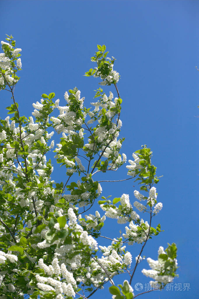 春天阳光明媚的日子里盛开的白鸟樱桃树的树枝