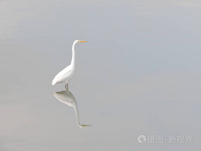 动物 白鹭 反射