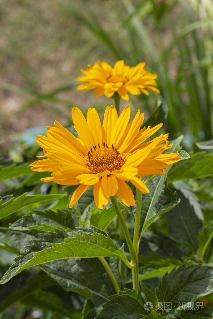向日葵假向日葵,牛眼.紫菀科黄色园林装饰花