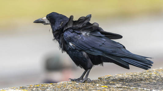 豪斯港的乌鸦.照片