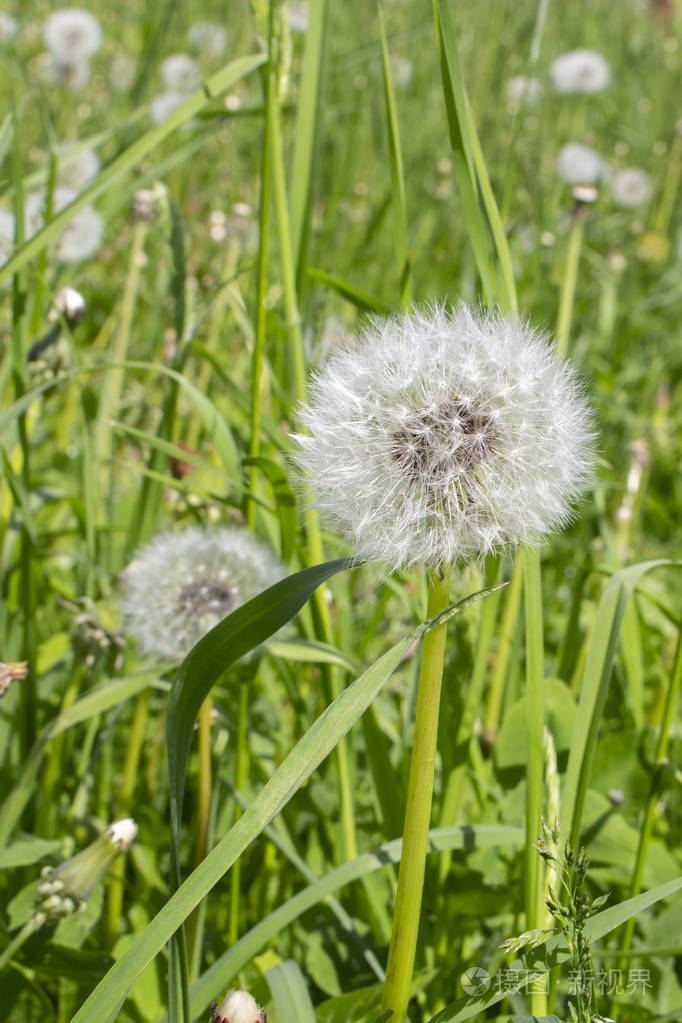 成熟的蒲公英花是叶子和树叶之间美丽的白色空气光