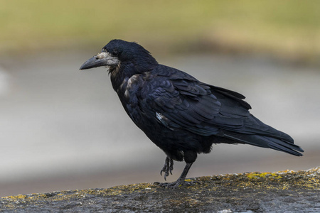 豪斯港的乌鸦.照片