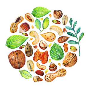 圆形榛子不同坚果和叶子的圆形构图.手绘水彩插图照片