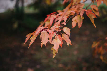 红叶之秋素材图片 红叶之秋图片素材下载 摄图新视界