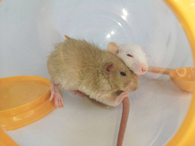 吃白鼠.观赏鼠咬食物.照片