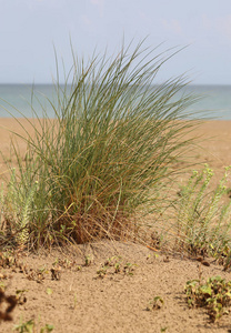 海边沙滩上的热带植物图片