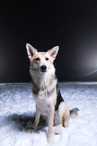 极地狼在酒吧,夏季颜色的金丝雀狼疮苔原.为狼和狼狗杂种繁殖养犬.