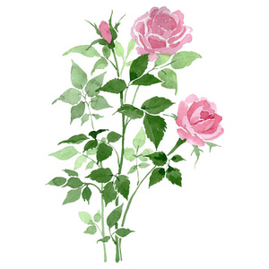 植物丛一丛粉红色的玫瑰植物花.水彩背景设置.孤立的玫瑰插图元素.