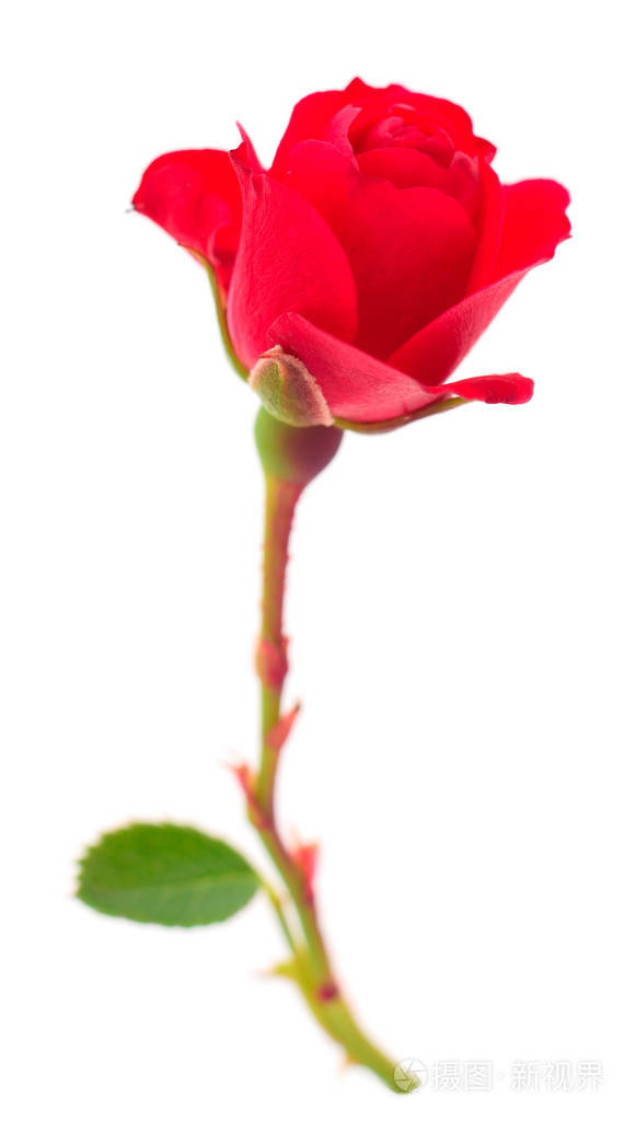 美丽的红玫瑰。