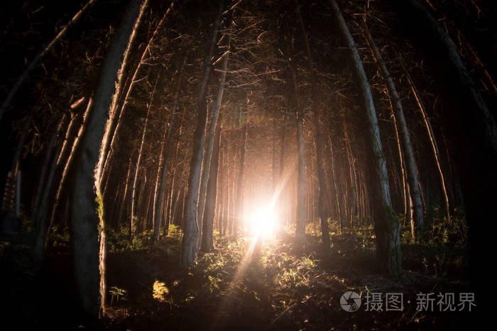 夜晚神秘的森林里闪烁着神奇的灯光光怪陆离的松林