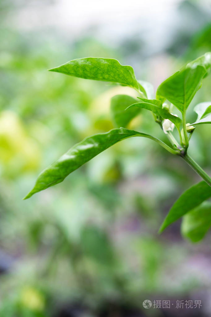 一丛绿甜椒的叶子上面有一块题字的地方家庭农业植被背景