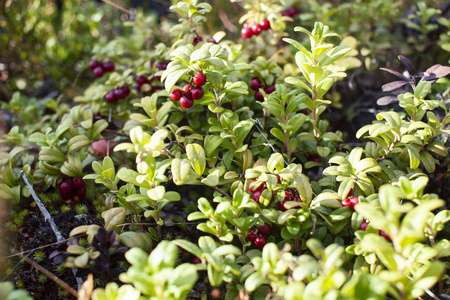 属灵自然界的野生灵果照片