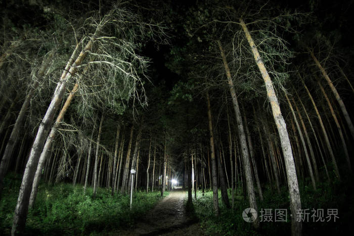 夜晚神秘的森林里闪烁着神奇的灯光光怪陆离的松林