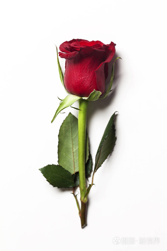 一朵红玫瑰白底